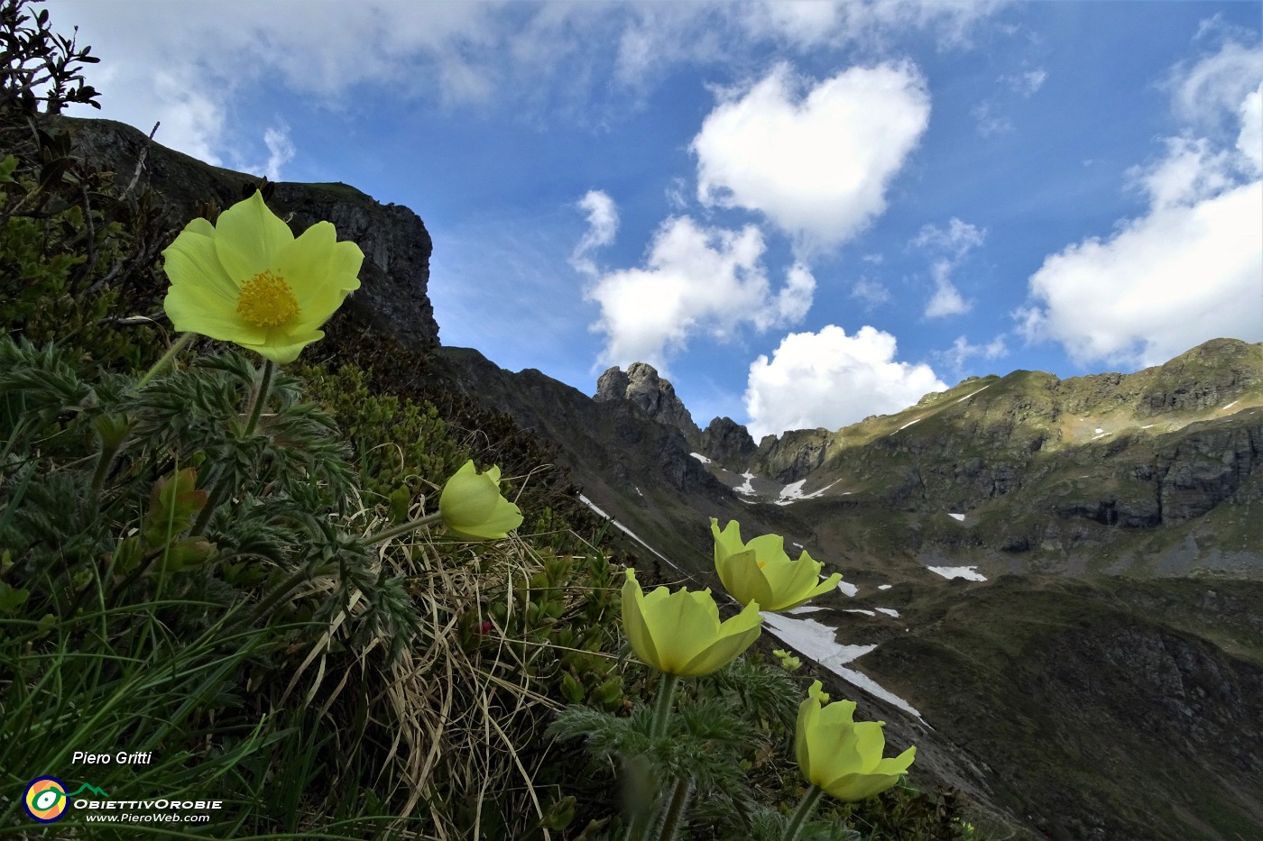 48 Pulsatilla alpina (sulsfurea) verso i Laghetti di Ponteranica.JPG -                                